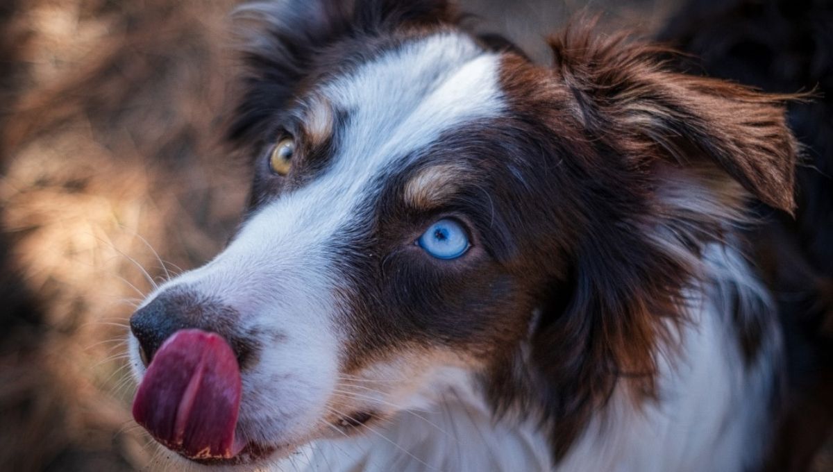 What Do Different Colored Dog Eyes Symbolize Spiritually?