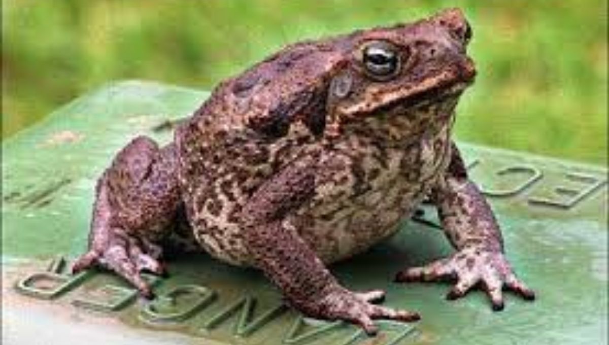 What Do Toads Symbolize Spiritually?