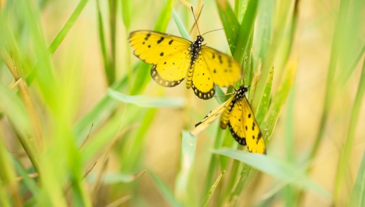 What Do Yellow Butterflies Mean Spiritually?