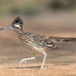 What Does It Mean Spiritually When You See a Roadrunner?