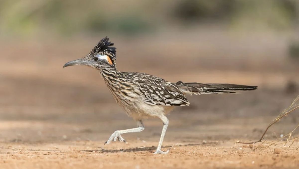 What Does It Mean Spiritually When You See a Roadrunner?