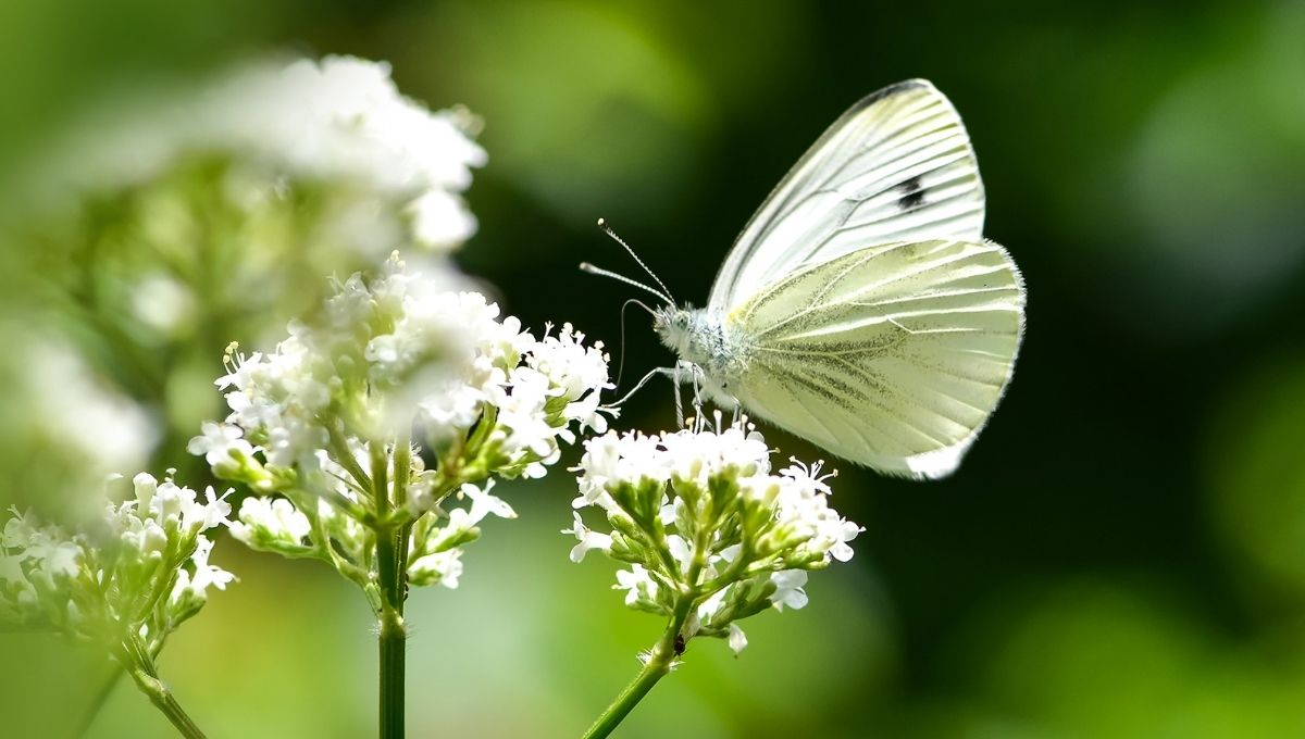 What Does It Mean When You See a Dead White Butterfly?