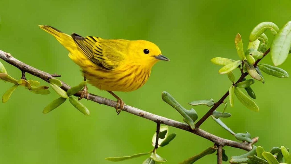 What Does It Mean When You See a Yellow Bird?