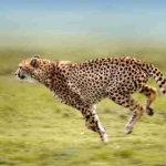 What Does Seeing a Cheetah in a Dream Mean Biblically?