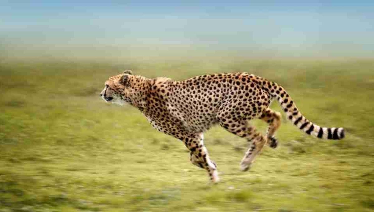 What Does Seeing a Cheetah in a Dream Mean Biblically?
