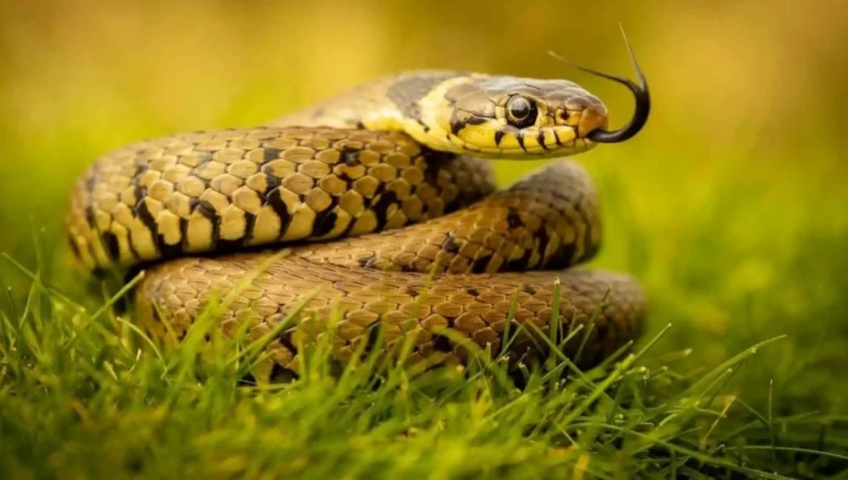 What Does Your Snake Dream Really Mean According to the Bible?