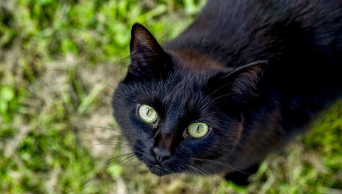 What Does a Black Cat with Green Eyes Symbolize?