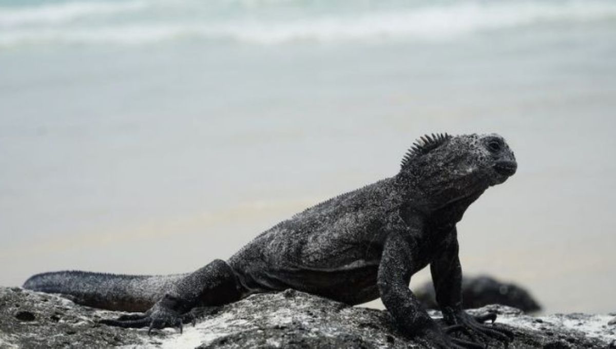 What Does a Black Lizard Symbolize Spiritually?