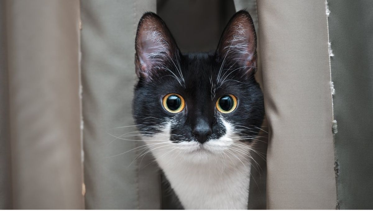 What Does a Cat’s Stare Mean?