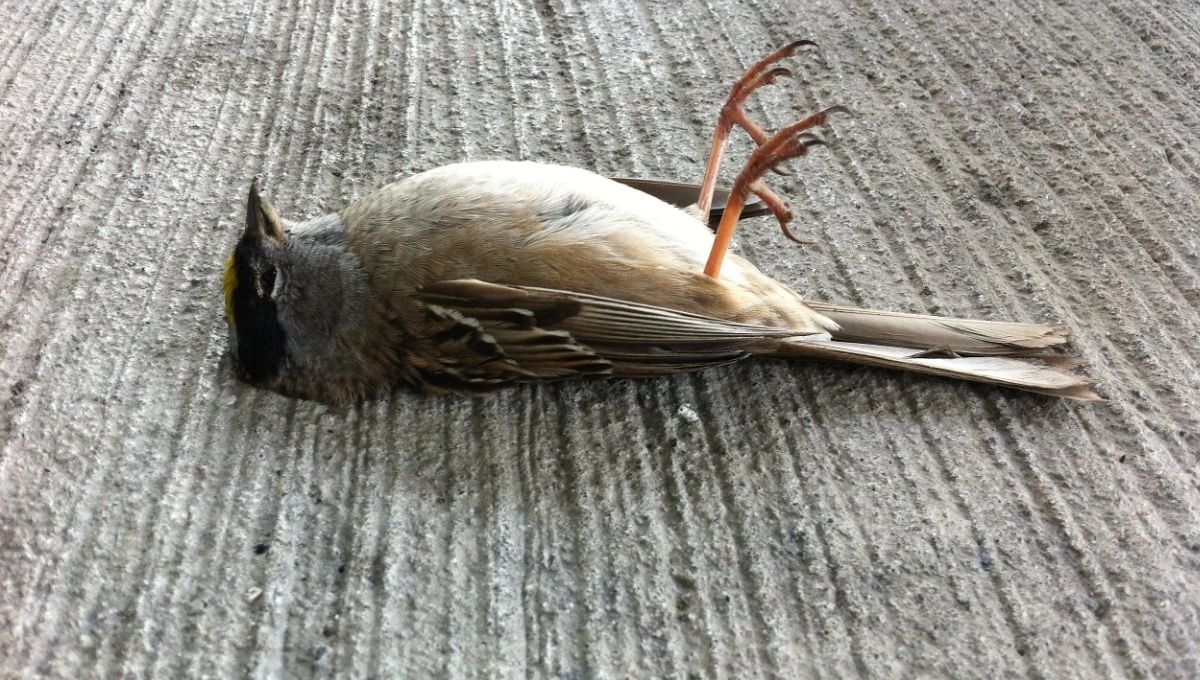 What Does a Dead Bird Symbolize? A Complete Guide