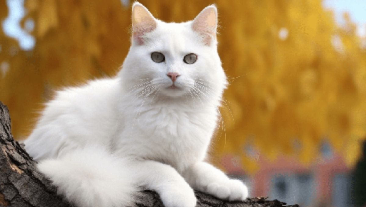 What Does a White Cat Represent Spiritually? (Purity & Innocence)