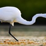 What Does the Great White Egret Symbolize