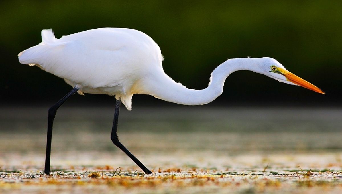 What Does the Great White Egret Symbolize
