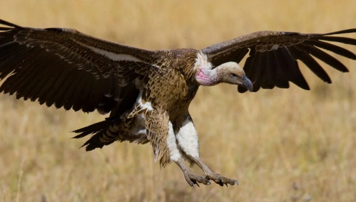 What Is the Spiritual Meaning of a Vulture?