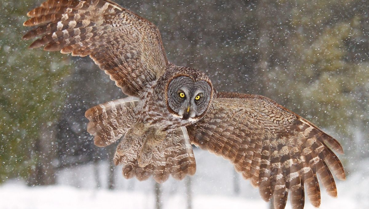 What It Means Spiritually When You Hear an Owl in Daylight