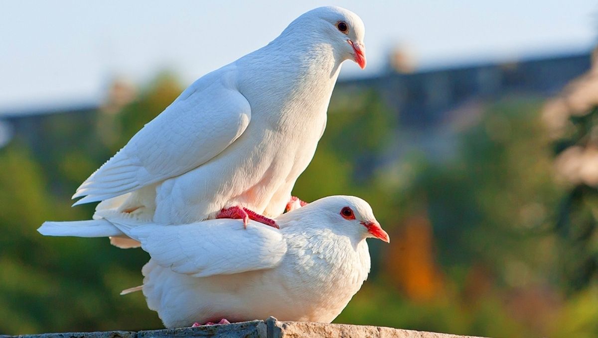 What It Means Spiritually When You See Two Doves