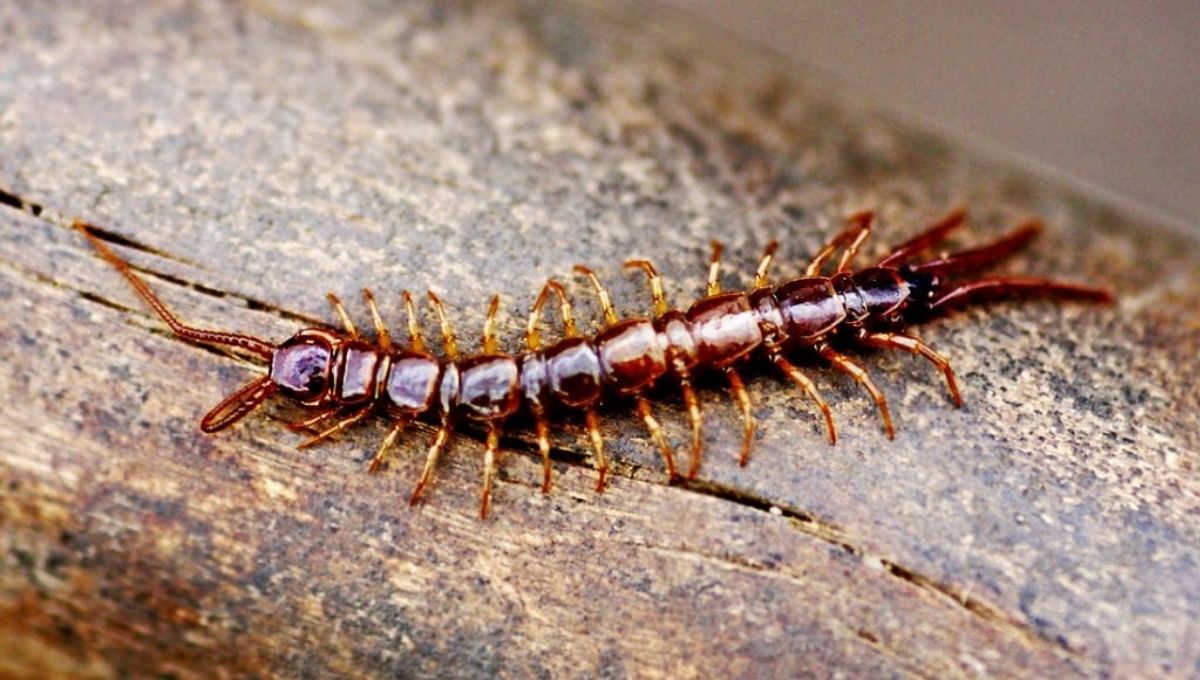What It Means Spiritually When You See a Centipede
