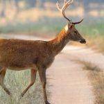 What It Means Spiritually When a Deer Crosses Your Path