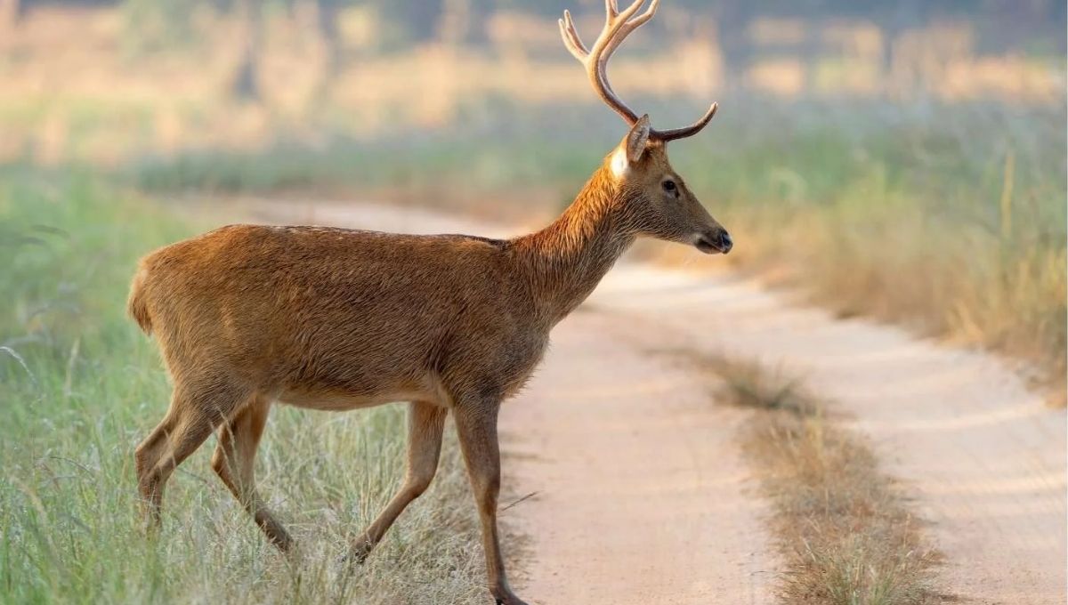 What It Means Spiritually When a Deer Crosses Your Path