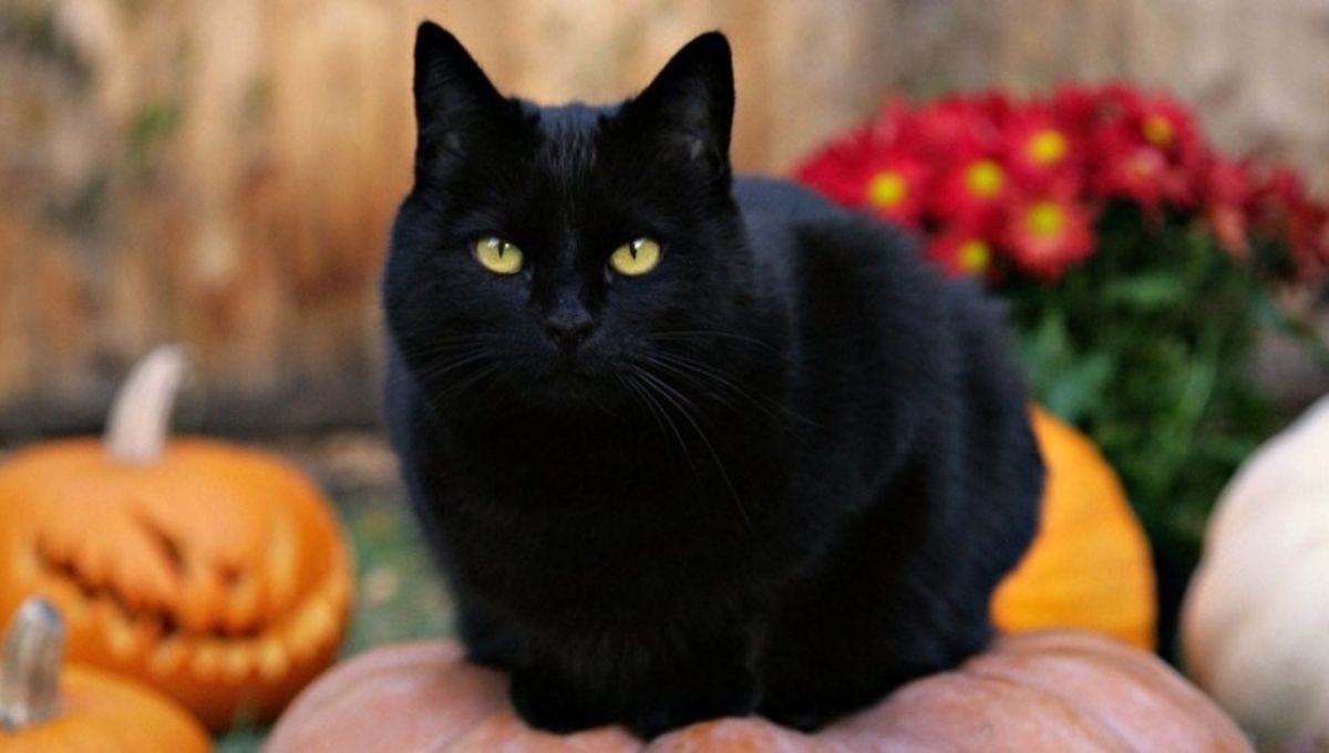 What It Means Spiritually When a Stray Black Cat Chooses You