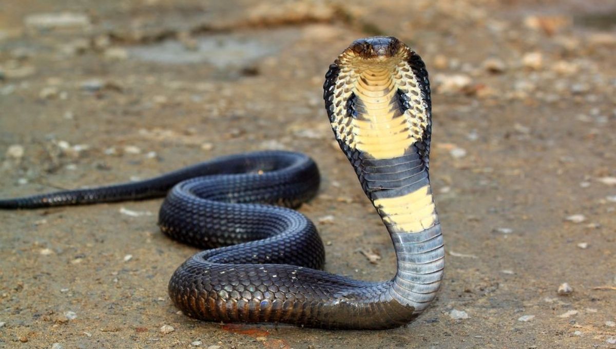 What It Means When You Dream About a Cobra