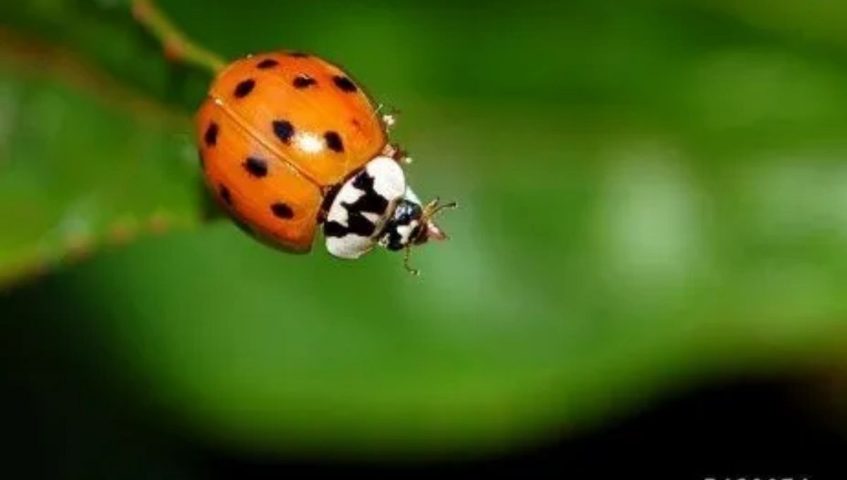 What It Means When You Keep Seeing a Ladybug