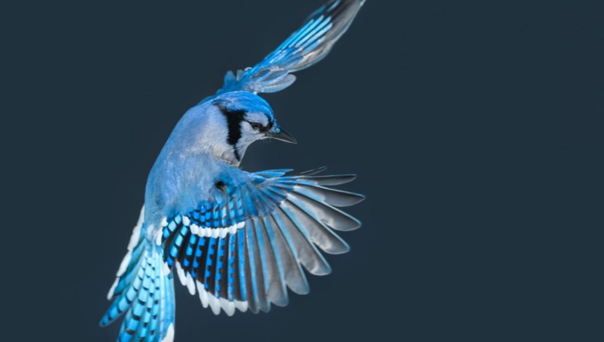 What It Means When You See a Blue Jay (And What to Do)