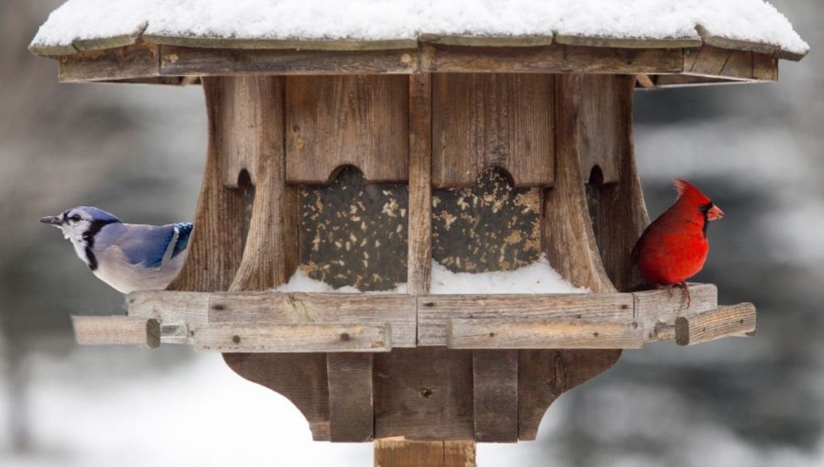 What It Means When a Blue Jay Visits Your Window