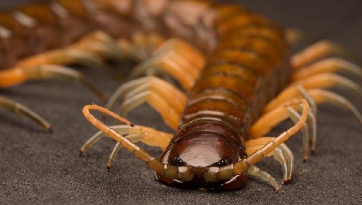 What It Means to See a Centipede in Your Dreams