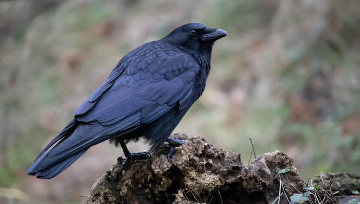 What Makes Crows Tap on Your Window? (Behavior + Beliefs)
