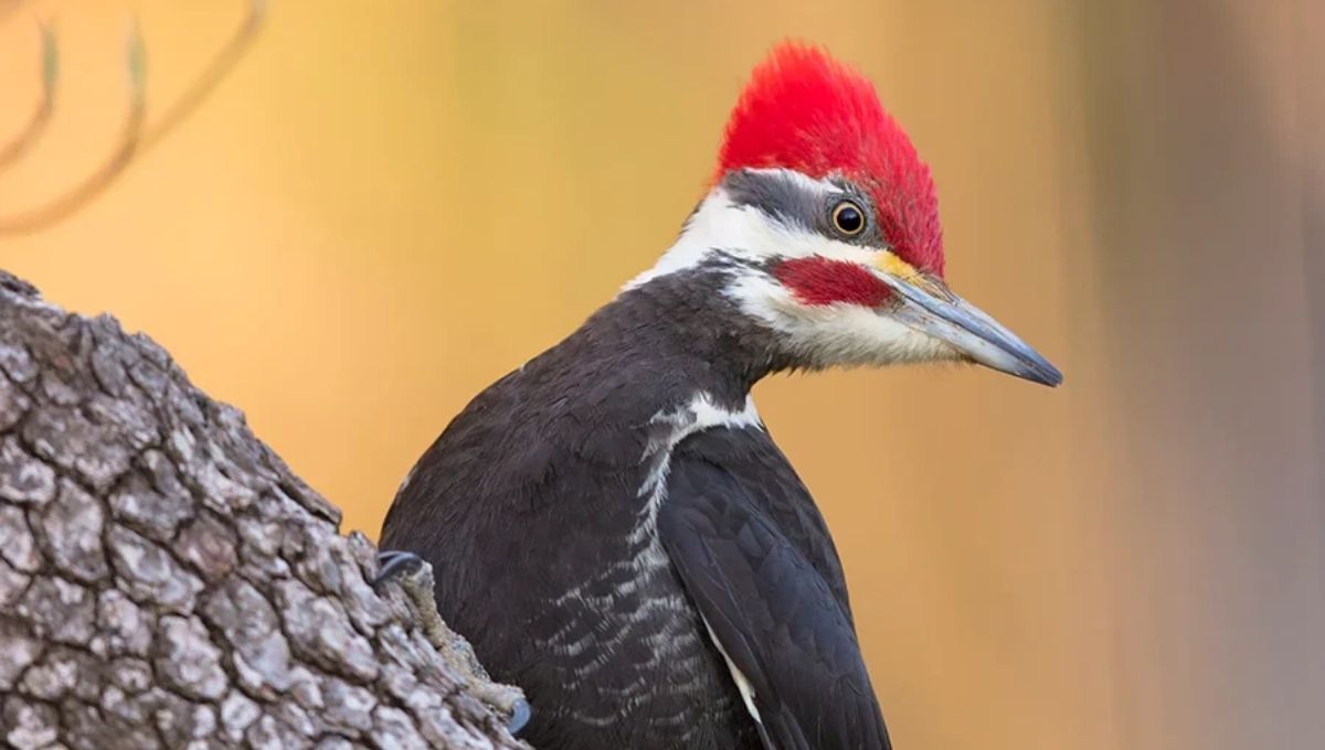 What Seeing a Woodpecker in Spring Signifies