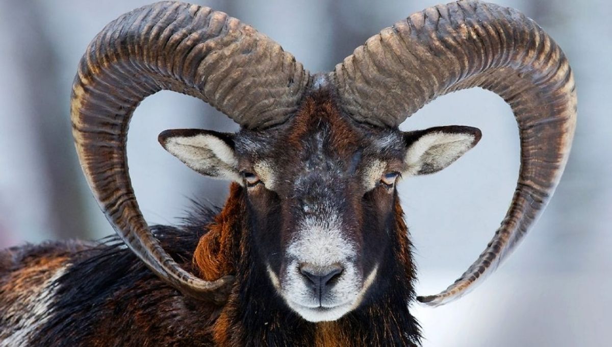 What These Ram Symbols Mean for Your Dreams