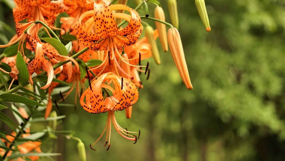 What Tiger Lilies Represent in Today’s World