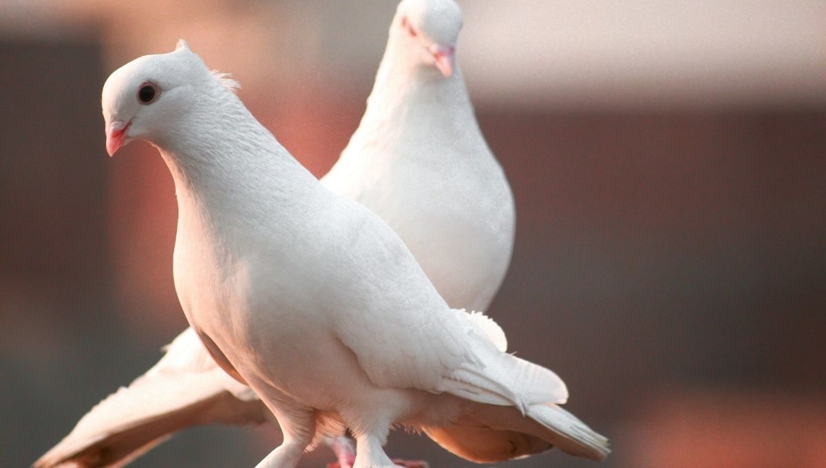 What To Do If They Keep Appearing