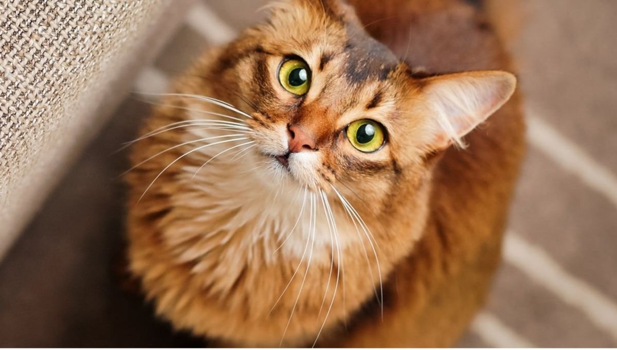 What Your Cat’s Stare Means in Different Cultures