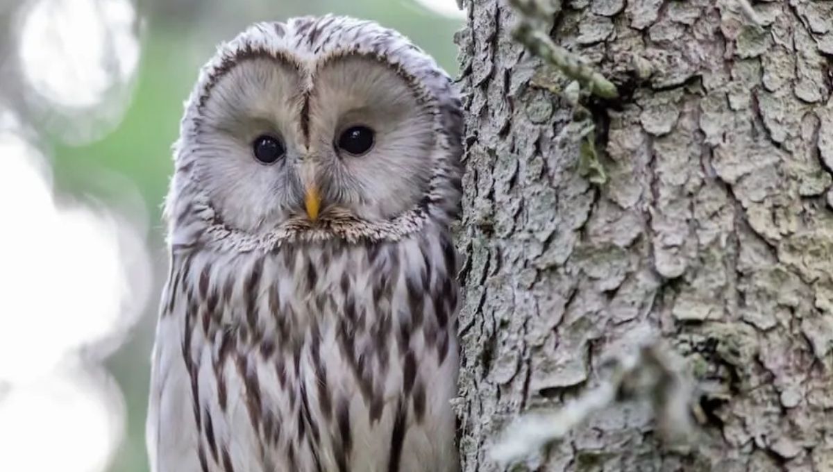 What does hearing an owl at 3 am mean?
