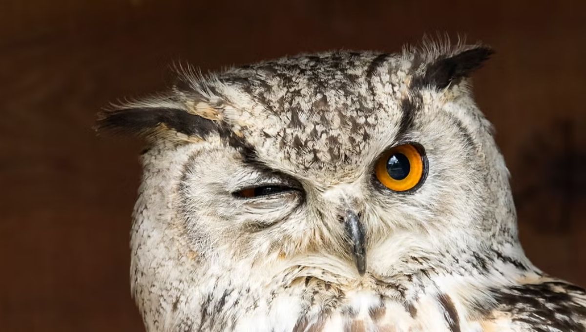 What does it mean when you hear an owl at night?