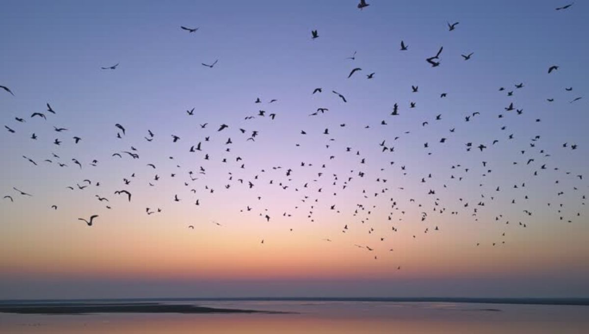 What is the Spiritual Meaning of a Bird Flying in Your House Bible