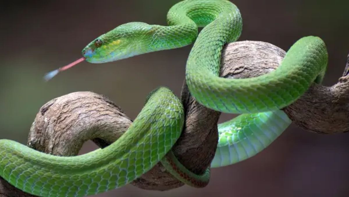 What the Bible Says About Snake Dreams Overall