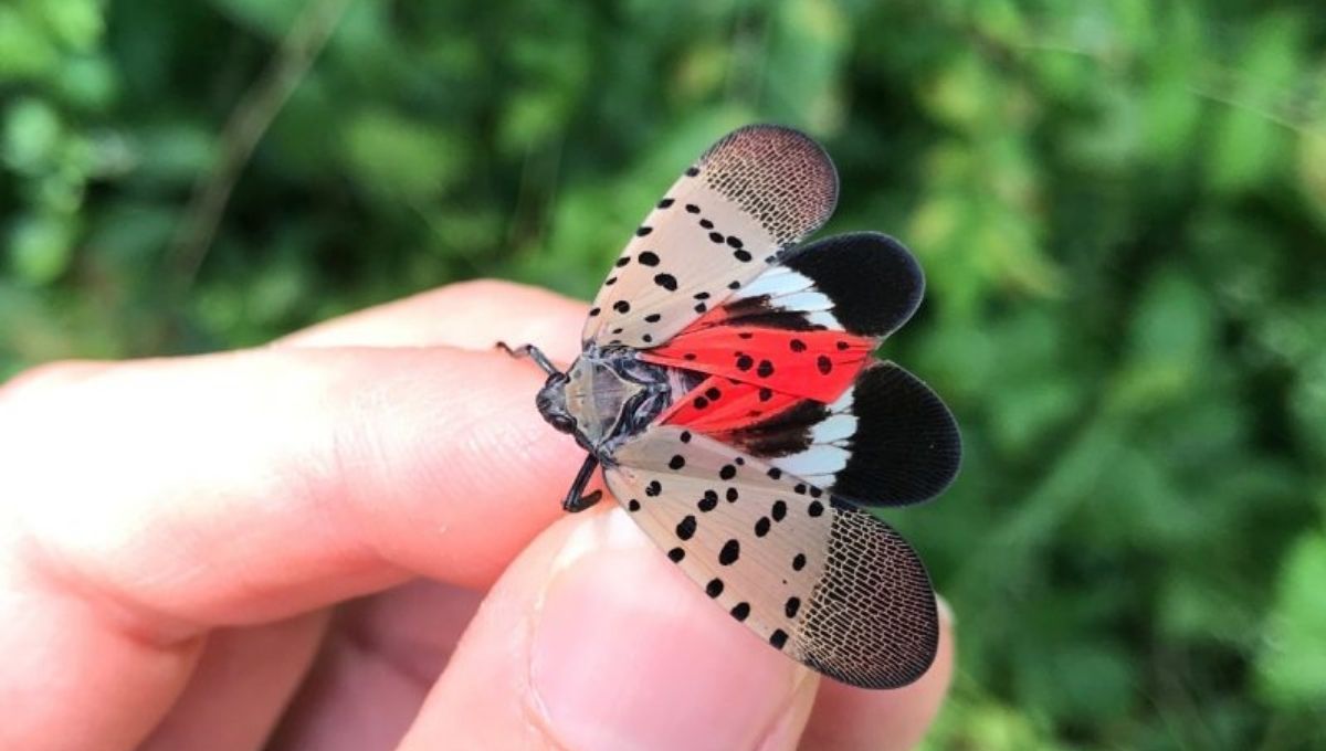 What the Spotted Lanternfly Can Teach Us Spiritually