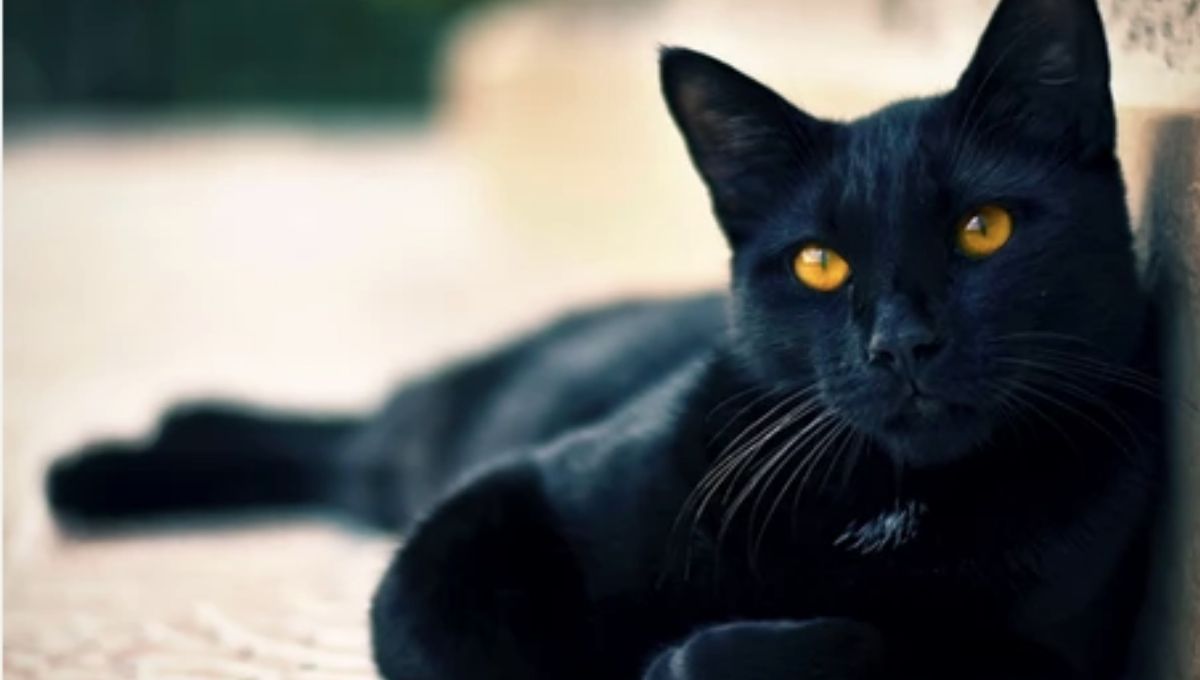 What to Do Spiritually If a Black Cat Chooses You
