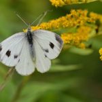 White Butterfly Meaning: What It Really Symbolizes