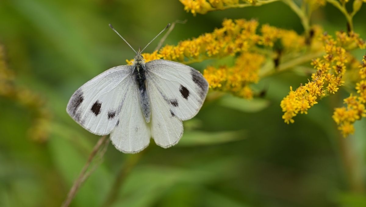 White Butterfly Meaning: What It Really Symbolizes