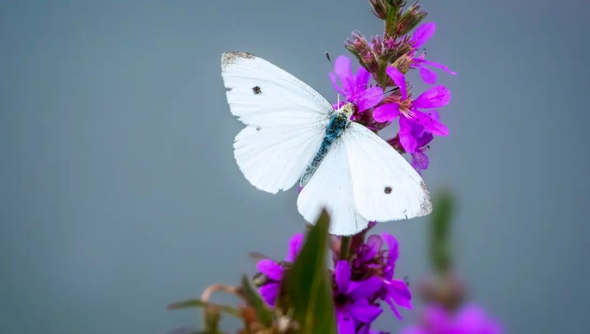 White Butterfly Symbolism of Letting Go