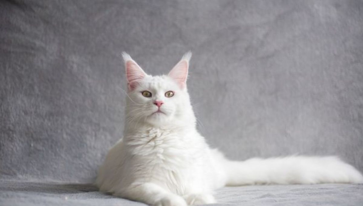 White Cat Symbolism Around the World