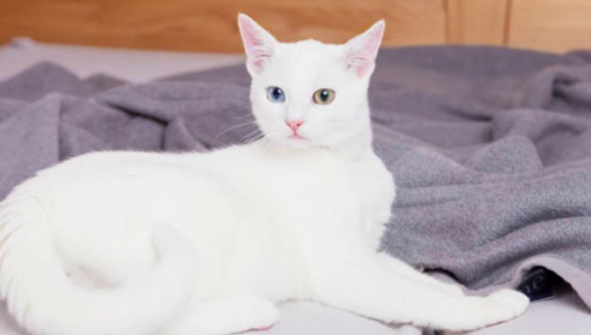 White Cats and the Divine Feminine: What’s the Link?