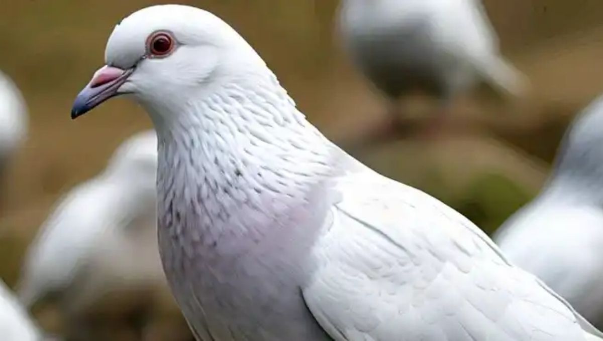 White Pigeons as Messengers