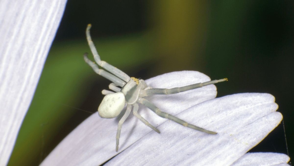 White Spider Spiritual Meanings in Different Cultures