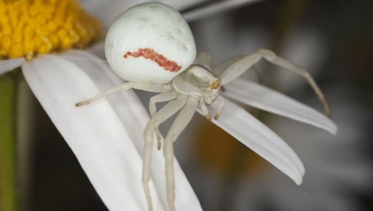 White Spider Symbolism