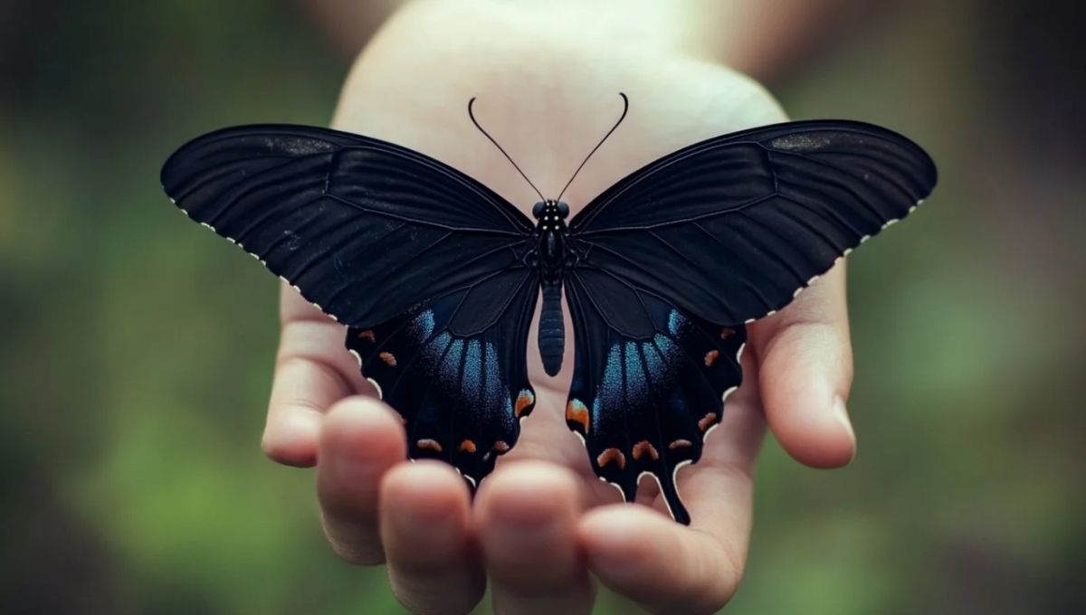 Why Black Butterflies Feel So Mysterious and Magical